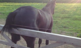 马交配高清视频,揭秘动物繁衍的神秘瞬间